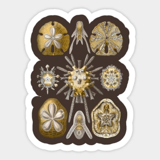 Ernst Haeckel Echinidea Sea Urchin Sticker